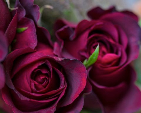 Rouge Avignon Phaedon Roses Dayle Ann Clavin