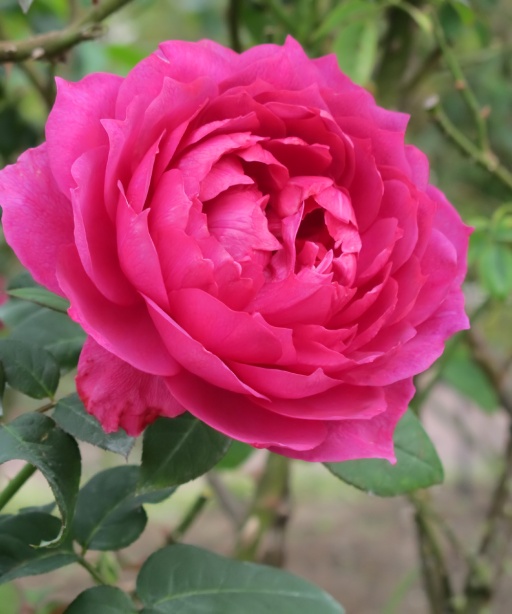 Voleur de Roses L`Artisan Parfumeur Plum Roses T Kiya Flickr