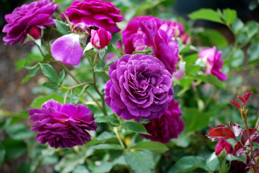 Voleur de Roses L`Artisan Parfumeur Plum Roses Tracie Hall Flickr
